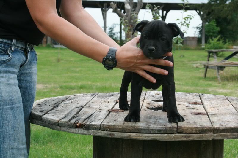 Nos bébés Staffie - Chanel X Ch. Carnig Positive Profile (UK) - Page 2 IMG_3714