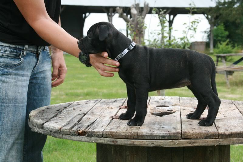 Nos bébés Staffie - Chanel X Ch. Carnig Positive Profile (UK) - Page 2 IMG_3719