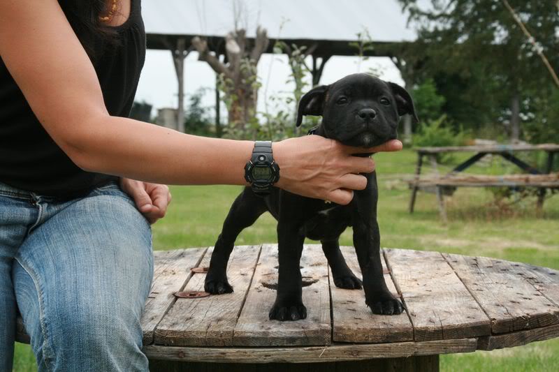 profile - Nos bébés Staffie - Chanel X Ch. Carnig Positive Profile (UK) - Page 2 IMG_3725