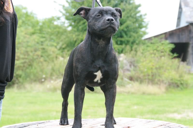 Nos bébés Staffie - Chanel X Ch. Carnig Positive Profile (UK) - Page 2 IMG_3736