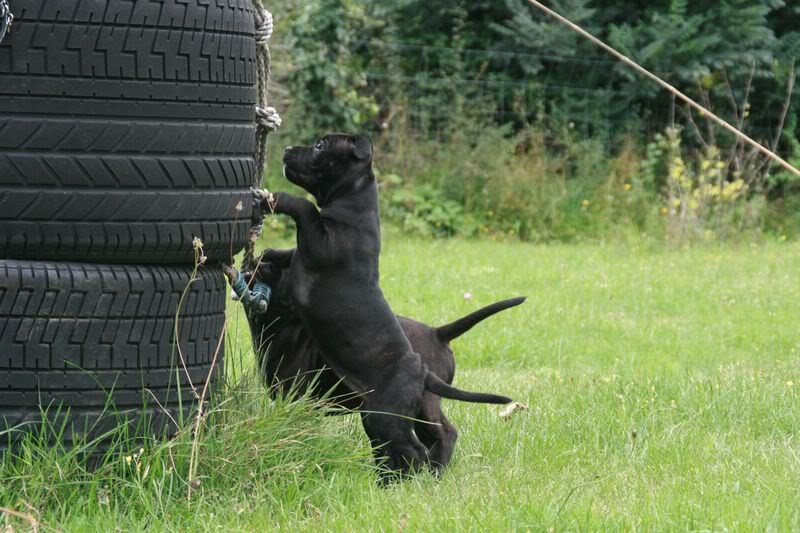 profile - Nos bébés Staffie - Chanel X Ch. Carnig Positive Profile (UK) - Page 2 IMG_3749