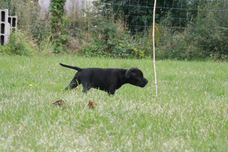 profile - Nos bébés Staffie - Chanel X Ch. Carnig Positive Profile (UK) - Page 2 IMG_3765