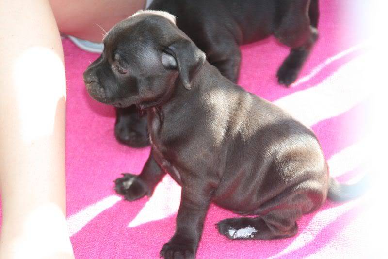 profile - Nos bébés Staffie - Chanel X Ch. Carnig Positive Profile (UK) IMG_2456