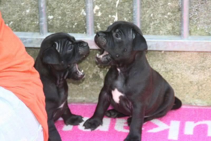 profile - Nos bébés Staffie - Chanel X Ch. Carnig Positive Profile (UK) IMG_2460