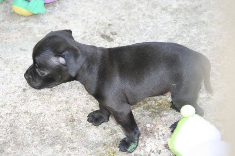 profile - Nos bébés Staffie - Chanel X Ch. Carnig Positive Profile (UK) IMG_2461