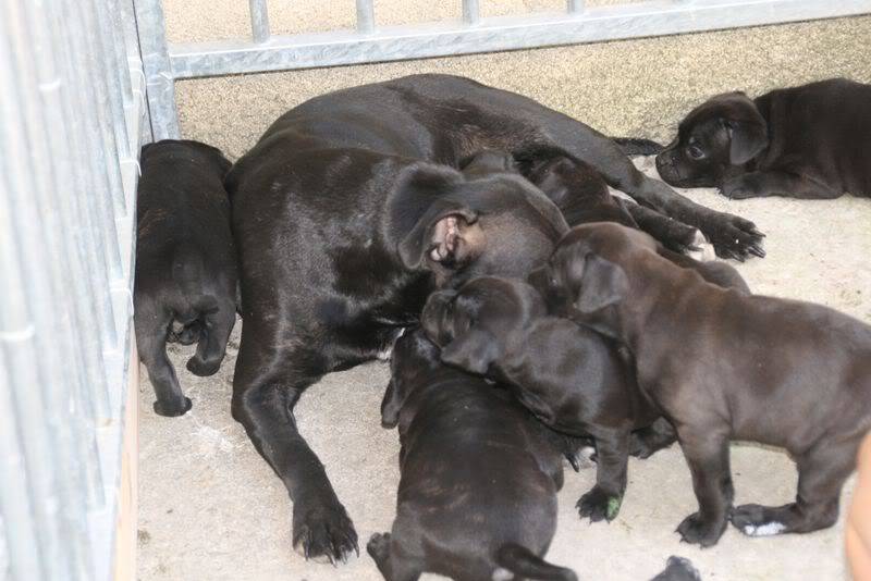 profile - Nos bébés Staffie - Chanel X Ch. Carnig Positive Profile (UK) IMG_2487