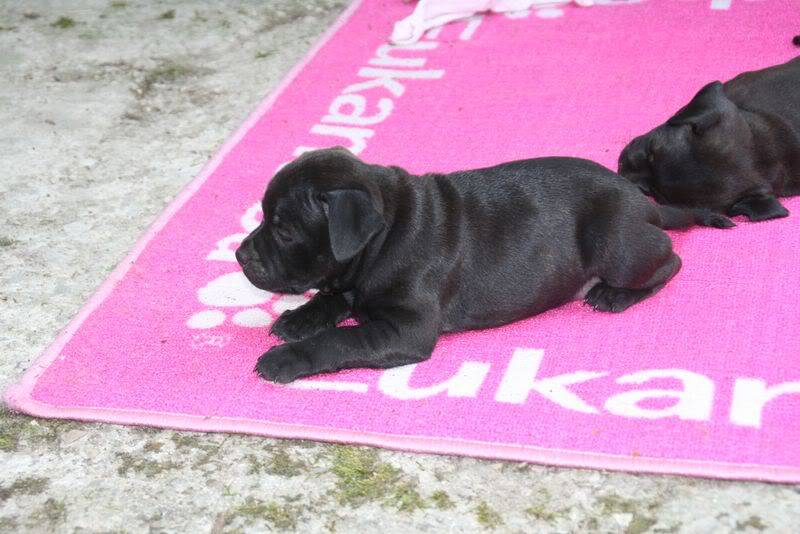 profile - Nos bébés Staffie - Chanel X Ch. Carnig Positive Profile (UK) IMG_2599