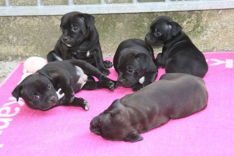 profile - Nos bébés Staffie - Chanel X Ch. Carnig Positive Profile (UK) IMG_2602