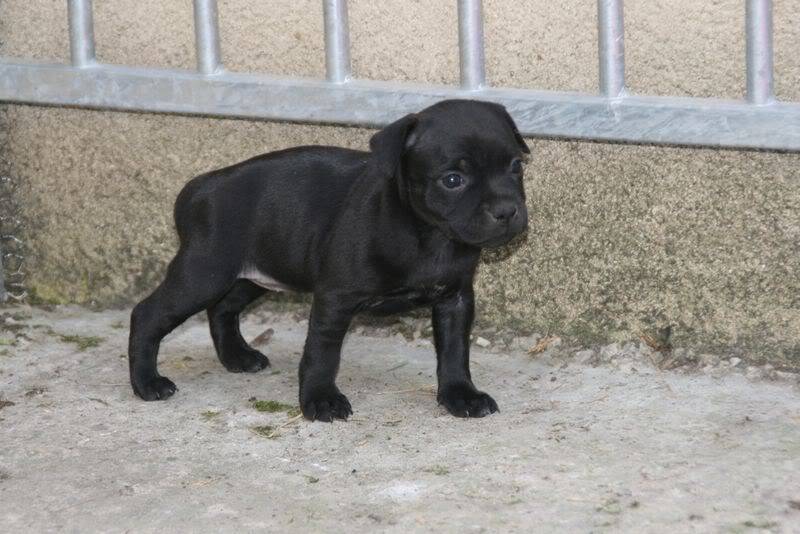 profile - Nos bébés Staffie - Chanel X Ch. Carnig Positive Profile (UK) IMG_2605