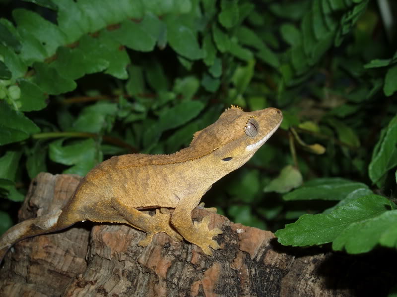 My geckos and mantids C13