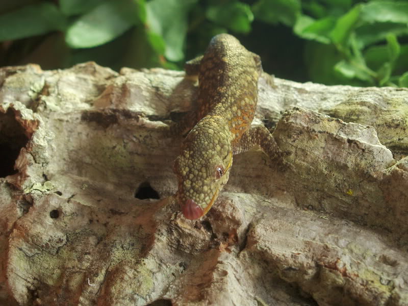 My geckos and mantids 14PA010102