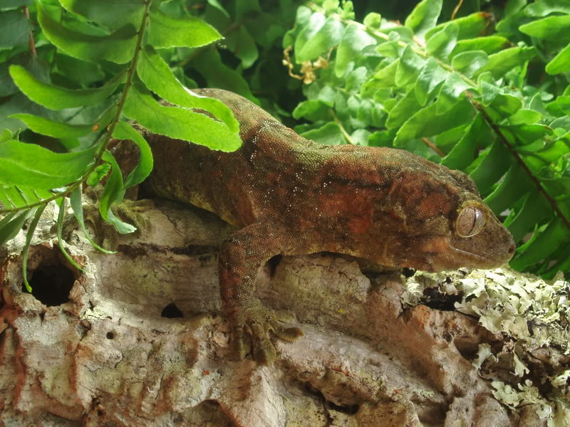 My geckos and mantids 33PA010155