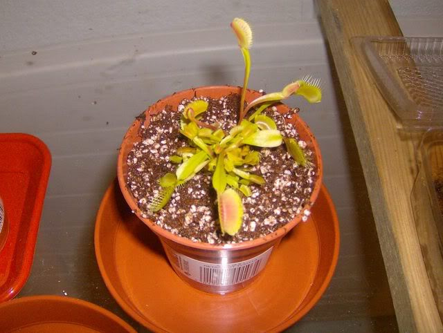 Dionaeas e Sarracenias à venda Minipreço 7 a 20 Abril 2010 Imagem019