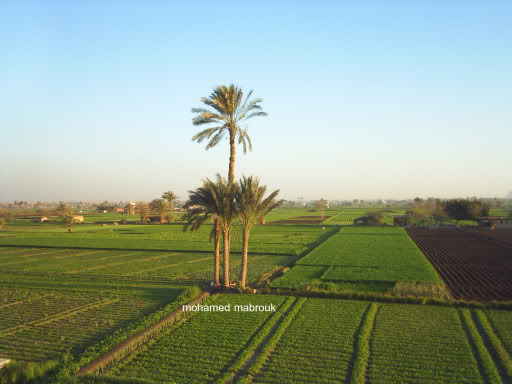 مصر ام الدنيا S3010226copy