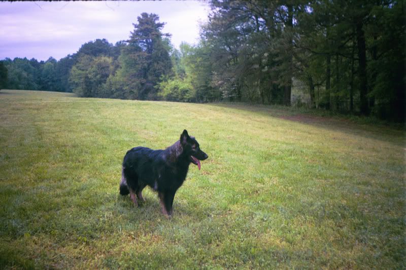 Telah, our 3 year old Shiloh Shepherd 16