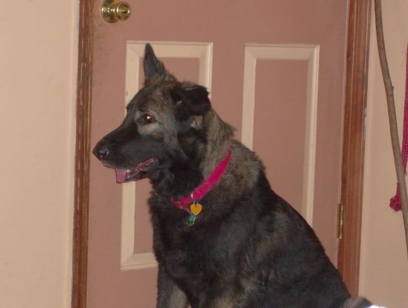 Telah, our 3 year old Shiloh Shepherd HPIM0165