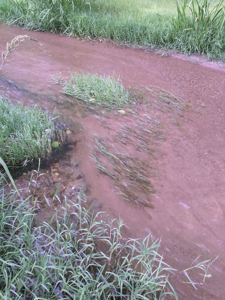 Experiência com plantas dos nossos rios IMG_20150706_190255