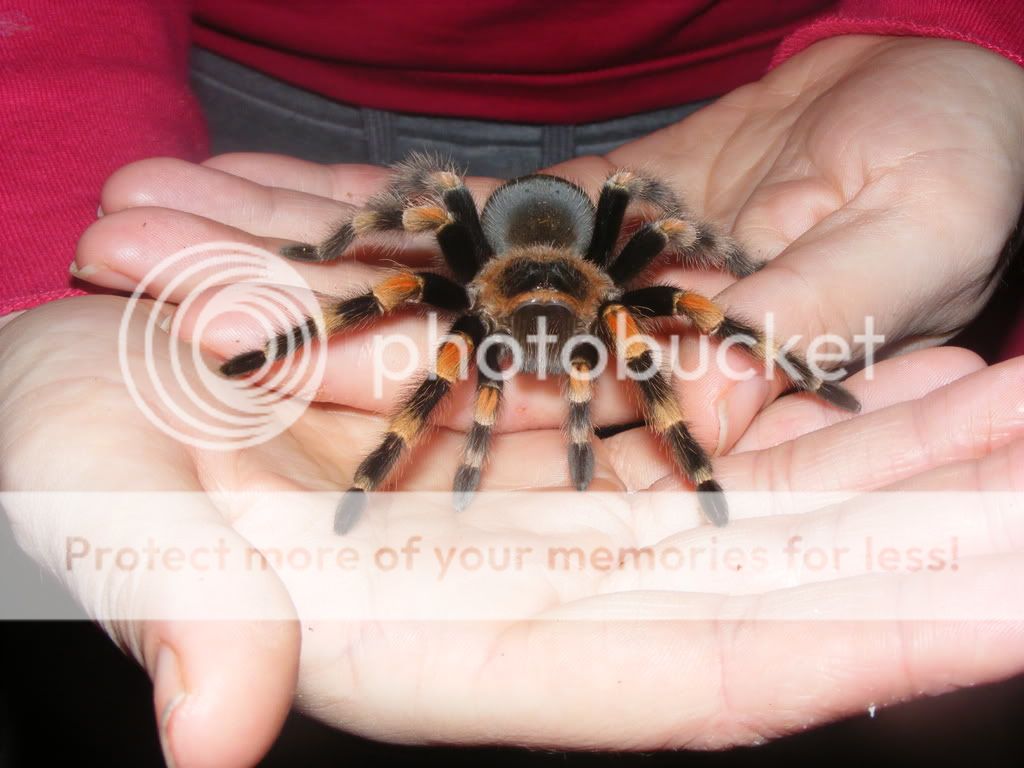 My B.Smithi Picture1376