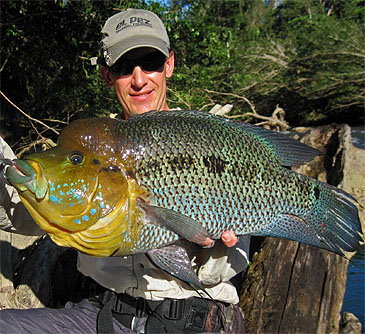 ¿Cuales creen que son los peces mas peligrosos de agua dulce para un acuario? Caquetaiaumbrifera-1