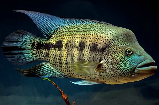 ¿Cuales creen que son los peces mas peligrosos de agua dulce para un acuario? Parachromis-dovii