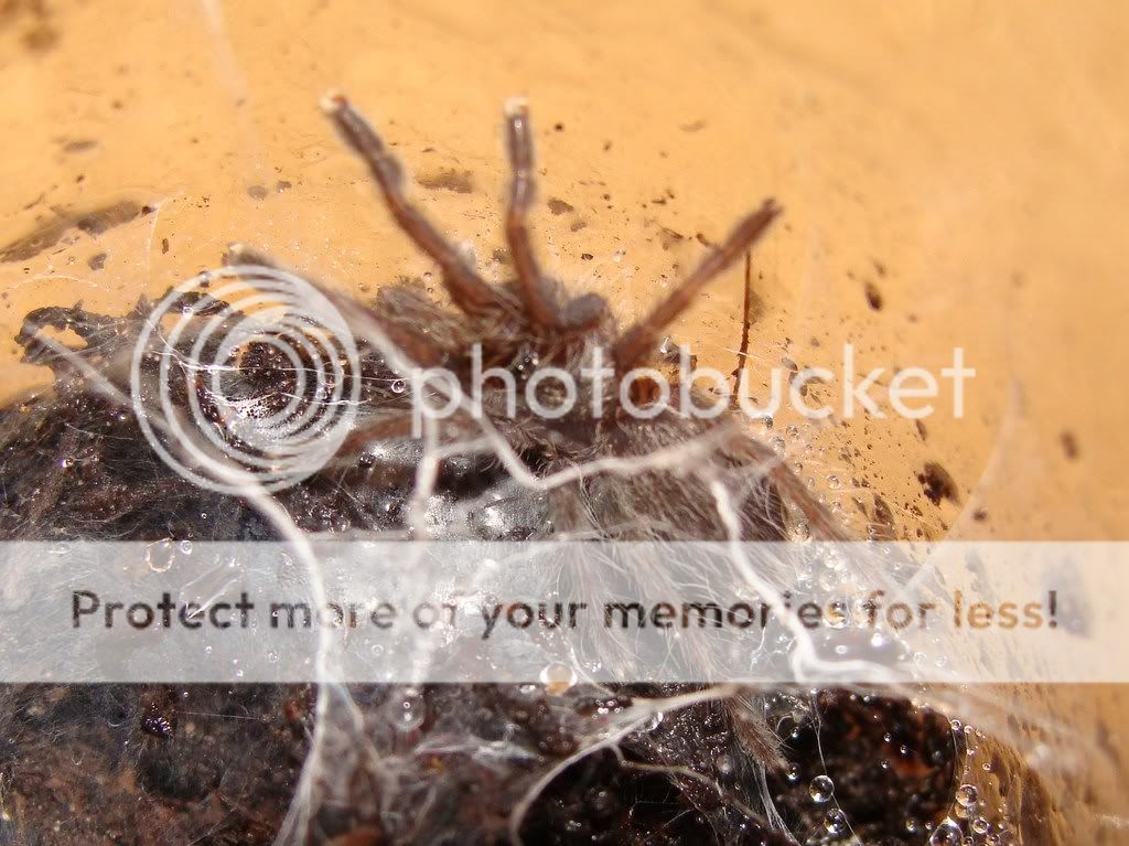 My Tarantula collection as it stands DSC03247