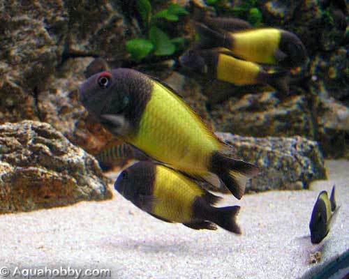 Cherry spot con calvus. 610_Tropheus_Tank_3