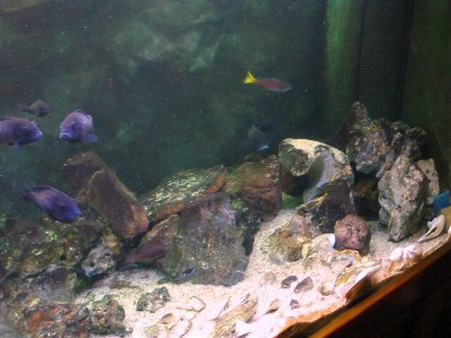 Acuario de lukilu333. Dfghjkl-1