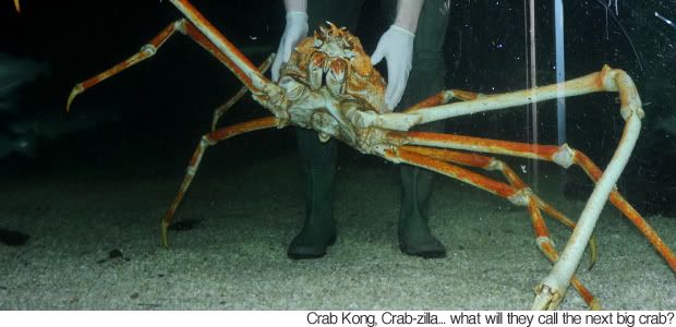 Inilah Crab Kong, Kepiting Terbesar Di Dunia    110216_crabkong1