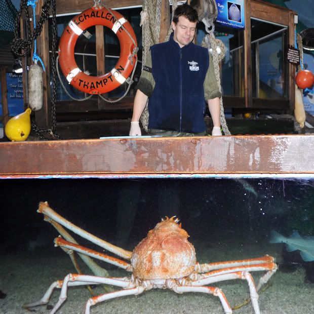 Inilah Crab Kong, Kepiting Terbesar Di Dunia    110216_crabkong3