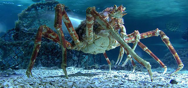 Inilah Crab Kong, Kepiting Terbesar Di Dunia    Crab_large_