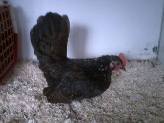 Craigs Serama Bantams Picture107