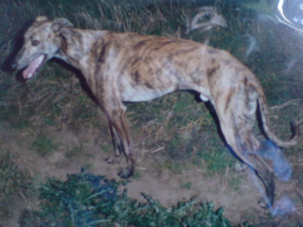 Lurchers Edsphonespicstake2024