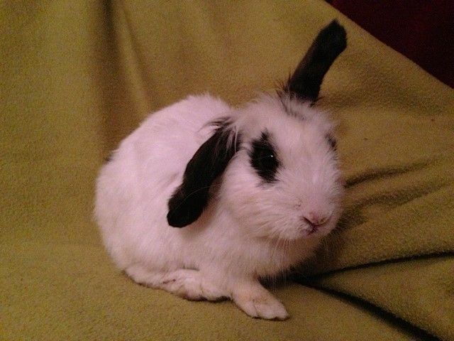 Parsley - 5 month old male rabbit - SURREY 1001822_475226815891866_970079667_n_zps4d319f2d