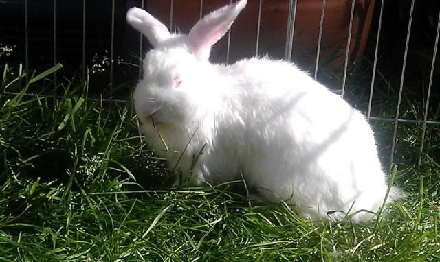 Minty - 1 year old male rabbit - SURREY 1005166_476659039081977_498273906_n_zps45188754