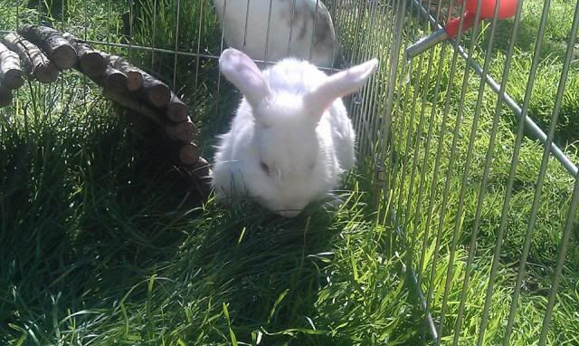 Minty - 1 year old male rabbit - SURREY 1009868_476658679082013_1282917033_n_zps8e804210