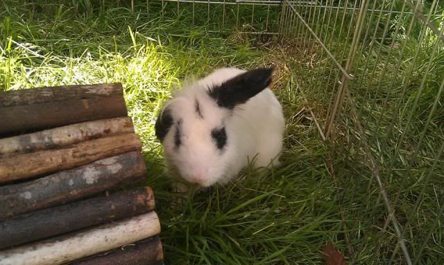Parsley - 5 month old male rabbit - SURREY 1010562_477012232379991_1837536817_n_zps4b80dea4