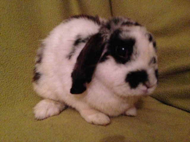 Sage - 1 year old male rabbit - SURREY 1045201_475226929225188_702505944_n_zpsb15e52b3