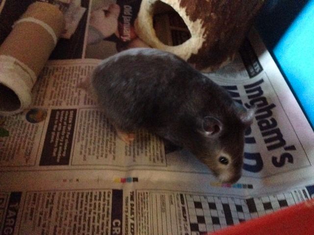 Nibbler - special home needed for baby syrian hamster - Surr 10998394_786129621468249_8874376912241735680_n_zpscwuhxnhp