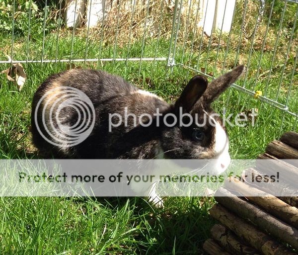 Romeo - stunning blue eyed bunny - Surrey  1512299_812360975511780_2411266506229251620_n_zps06y78cyu