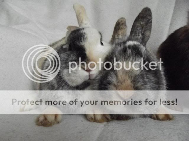 Waltzer and Carousel - 2xyoung female rabbits - SURREY 295405_408439375903944_390491654_n_zps3eac502d