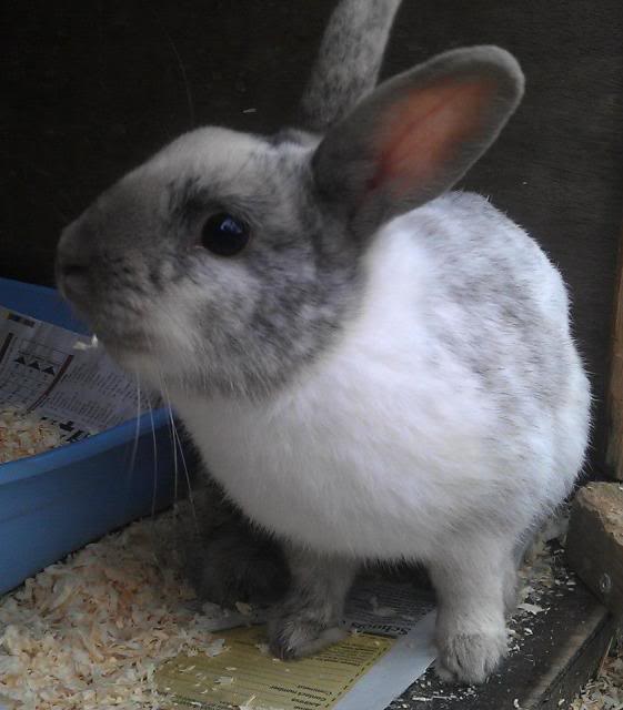 Connor - 7 month old small male rabbit - SURREY 481954_435027096578505_1962321338_n_zps08ae4f8a