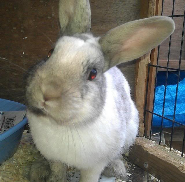 Connor - 7 month old small male rabbit - SURREY 735127_435027113245170_112461871_n_zps35e2ff63