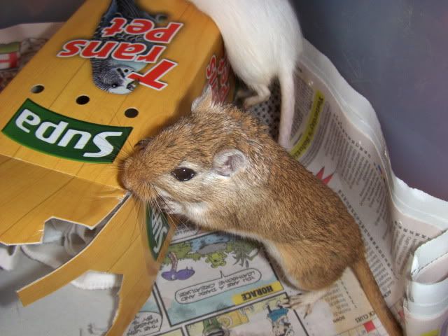 Jeremy and Kyle - 2xmale 1 year old gerbils - SURREY HPIM7566