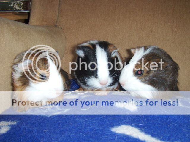 3x 4 week old male guinea pigs - SURREY HPIM1411