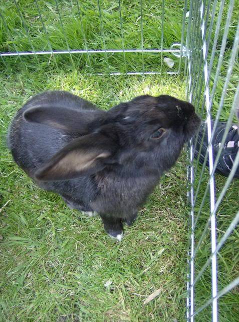 Bertie - 8 month old male rabbit, Caterham. HPIM1253