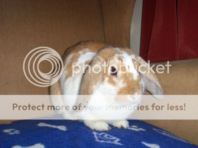 Rick - 1 year old male rabbit - SURREY HPIM1673