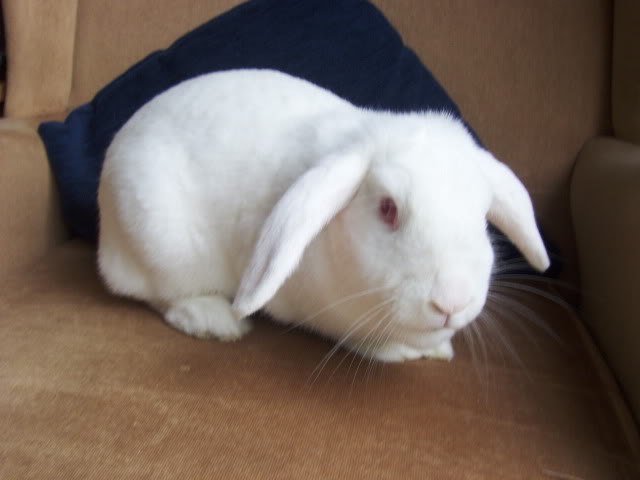 Sasha - 6-9 month old female rabbit - Surrey HPIM4292