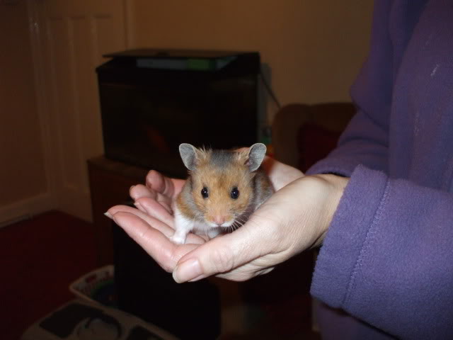 2xmale 8 week old syrian hamsters - SURREY DSCF1633