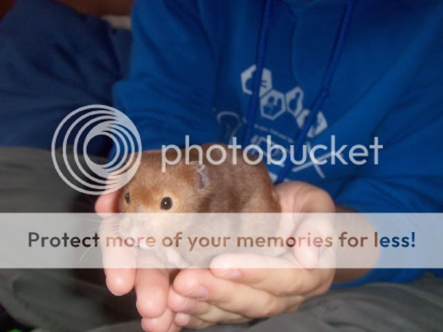 4x syrian hamsters. Males and females - SURREY HPIM9770