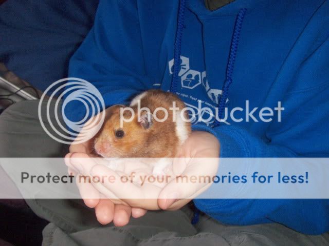 4x syrian hamsters. Males and females - SURREY HPIM9781